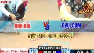 Trận 34 CPC1 5/6/2025 - Gà Úa GVUI.COM Đá Gà Que Té Lên Té Xuống