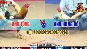 Trận 36 CPC2 6/6/2025 - Gà Bướm Anh Hưng Đỗ Chay Như Máy Sới