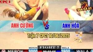 Trận 7 CPC1 10/6/2025 - Khét Cọp Anh Cường Đâm Gà Bướm Đứng Không Vững