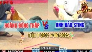 Trận 8 CPC2 6/6/2025 - Bướm Hiệu IDol Bảo Sting Không Làm AE Thất Vọng