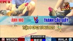Trận 9 CPC2 1/6/2025 - Gà Chuối Anh Thanh Cầu Giấy Đá Bo Như Xe Đụng
