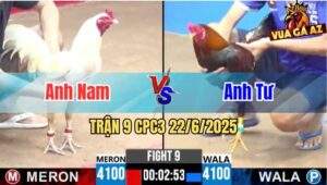 Trận 9 CPC3 22/6/2025 - Gà Úa Anh Nam Có Chân Cựa Quá Nghiệt