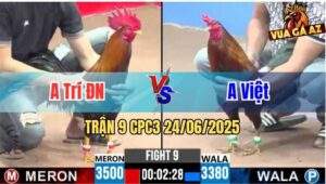 Trận 9 CPC3 24/06/2025 - Gà Anh Việt Đá Đòn Cựa Quá Hiểm Hóc
