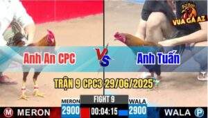 Trận 9 CPC3 29/06/2025 - Gà Anh An Campuchia Đá Đòn Cựa Chí Mạng