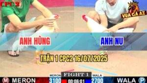 Trận 1 CPC2 16/7/2025 - Gà Anh Nu Kém 4 Chấm Đá 2 Chân Lụm Kem