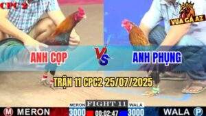 Trận 11 CPC2 25/7/2025 - Gà Anh Cọp Đòi Nợ Đá Gà Anh Phụng Tàn Phế