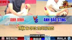 Trận 16 CPC2 20/7/2025 - Úa Hiệu Bảo Sting Đụng Cọp Bị Đá Chạy La Làng