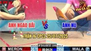 Trận 16 CPC2 25/7/2025 - Gà Anh Ngao Bái Đá Gà Khét Bảo Sting Bay Bồ
