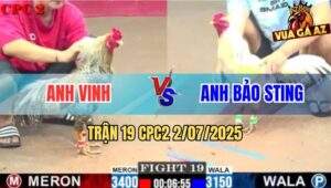 Trận 19 CPC2 2/7/2025 - Bướm Hiệu Bảo Sting Đá Bát 1 Đối Thủ Xin Thua
