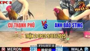 Trận 2 CPC2 9/7/2025 - Điều Bông Đá Cựa Quá Tịch Hạ Điều Cọp Bảo Sting