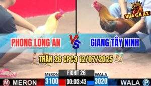 Trận 26 CPC3 12/7/2025 - Ga Điều Anh Giang Có Chân Gạt Cần Số Gà Úa
