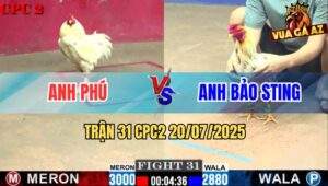 Trận 31 CPC2 20/7/2025 - Anh Bảo Sting Lại Vấp Ngã Trong Tay Anh Phú