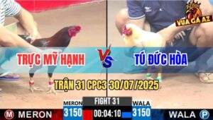 Trận 31 CPC3 30/7/2025 - Gà Úa Anh Tú Đức Hòa Đá Điều Sụm Tỳ Rụng Nụ