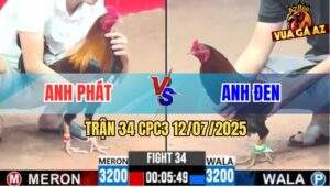 Trận 34 CPC3 12/7/2025 - Gà Anh Phát Đá Mẻ Hiệu Anh Tính Ói Đen Đầu