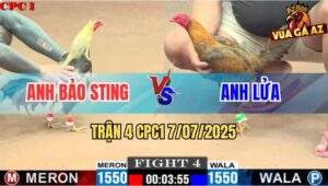 Trận 4 CPC1 7/7/2025 - Chuối Cọp Bảo Sting Bị Gà Mái Lại Bú Tê Liệt
