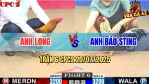 Trận 6 CPC2 20/7/2025 - Gà Vàng Anh Long Đá Gãy Cổ Bướm Hiệu Bảo Sting