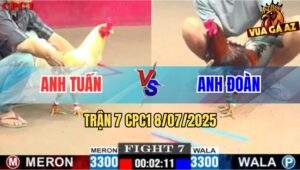 Trận 7 CPC1 8/7/2025 - Úa Anh Tuân Đá Điều Anh Đoàn Xì Cơm