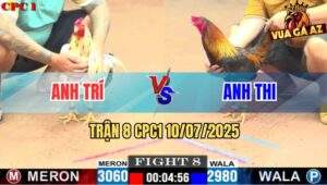 Trận 8 CPC1 10/7/2025 - Gà Que Anh Thi Đâm Bướm Anh Trí Nằm Bại Liệt