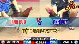Trận 8 CPC1 5/7/2025 - Gà Điều Anh Bửu Đâm Gà Anh Duy Không Lối Thoát