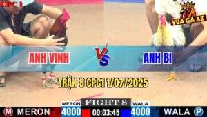 Trận 8 CPC1 1/7/2025 - Gà Cú Anh Bi Đá Đối Thủ Chết Tức Tưởi Tại Bồ