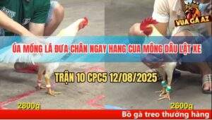 Trận 10 CPC5 12/8/2025 - Úa Mồng Lá Đâm Úa Mồng Dâu Tắt Điện Toàn Tập