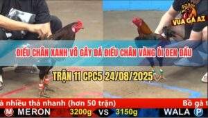 Trận 11 CPC5 24/8/2025 - Điều Chân Xanh Bú Điều Chân Vàng Ói Đen Đầu