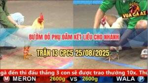 Trận 13 CPC5 25/8/2025 - Bướm Đỏ Lên Cựa Đá Toàn Tự Đâm Chính Mình