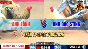 Trận 14 CPC2 1/8/2025 - Anh Bảo Sting Cáp Ngông Bị Đá Không Kịp Dỡ Giò