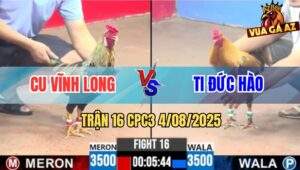 Trận 16 CPC3 4/8/2025 - Chuối Anh Cu Trồng Đất Phèn Không Thành Công