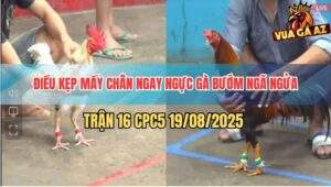 Trận 16 CPC5 19/8/2025 - Gà Điều Nhỏ Mà Mạnh Bạo Đâm Gà Bướm Ngửa Bụng
