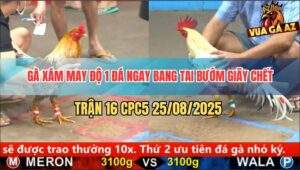 Trận 16 CPC5 25/8/2025 - Gà Xám Anh Thắng Bến Tre May Độ, 1 Đá Lụm Kem