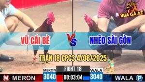 Trận 18 CPC3 4/8/2025 - Gà Anh Nhẽo Sài Gòn Đâm Gà Anh Vũ Chết Tươi