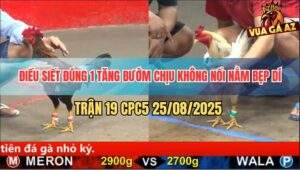 Trận 19 CPC5 25/8/2025 - Gà Điều Dập Như Cái Máy Bướm Trụ Không Nổi