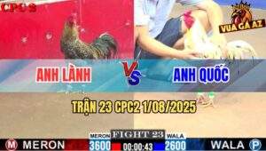 Trận 23 CPC2 1/8/2025 - Gà Cú Anh Lành Hơn 1 Kg Lên Lớp Trật Vật