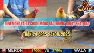 Trận 24 CPC5 24/8/2025 - Gà Điều Đâm Chuối Chân Xanh Té Lên Té Xuống
