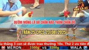 Trận 25 CPC5 23/8/2025 - Mồng Lá Đá Chân Nào Mồng Dâu Ra Tiền Chân Đó