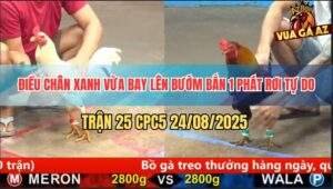 Trận 25 CPC5 24/8/2025 - Bướm Đá Phát Một Điều Rơi Tự Hết Cứu