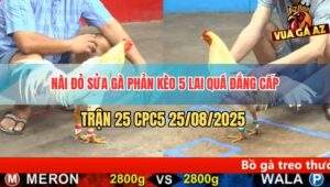 Trận 25 CPC5 25/8/2025 - Nài Đỏ Sửa Gà Phản 5 Lai, Hàng Sáo Lạ Ra Đảo