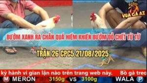 Trận 26 CPC5 21/8/2025 - Bướm Xanh Ra Đòn Độc Bướm Đỏ Hết Đường Về