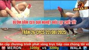 Trận 26 CPC5 22/8/2025 - Bướm Áp Sát Đâm Điều Xì Cơm Gục Ngay Tại Chỗ