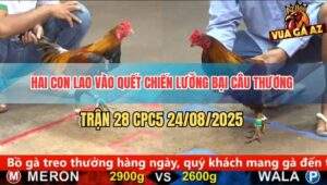 Trận 28 CPC5 24/8/2025 - Cả Hai Cùng Bỏ Mạng Bất Phân Thắng Bại