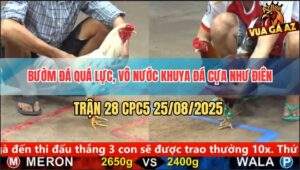 Trận 28 CPC5 25/8/2025 - Gà Bướm Đá Quá Lực Tải Cựa Đến Phút 90