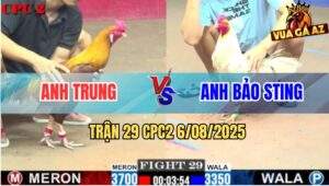 Trận 29 CPC2 6/8/2025 - Bướm Hiệu Bảo Sting Tuy Nhỏ Nhưng Có Võ