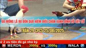 Trận 29 CPC5 25/8/2025 - Úa Đâm Cựa Quá Ác Khiến Điều Chân Xanh Gãy Cổ