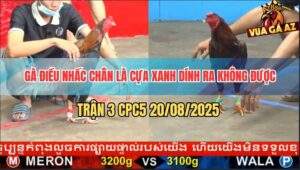 Trận 3 CPC5 20/5/2025 - Điều Nhấc Chân Là Cựa Đậm Không Sót Chân Nào