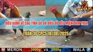 Trận 30 CPC5 18/8/2025 - Điều Mồng Lá Hồi Mã Thương Đá Đối Thủ Kêu Cứu