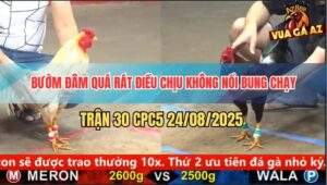 Trận 30 CPC5 24/8/2025 - Gà Điều Bị Đá Chân Thì Chạy Miệng Thì Kêu