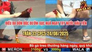 Trận 32 CPC5 24/8/2025 - Điều Đâm Cựa Quá Ác Bướm Tắt Thở Nhanh Gọn