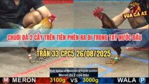 Trận 33 CPC5 26/8/2025 - Chuối Đá Phèn Ra Máu Lỏng Đập Cánh Chết Tươi