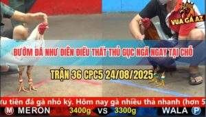 Trận 36 CPC5 24/8/2025 - Bướm Đá Như Điên Điều Bất Lực Đứng Hứng Cựa